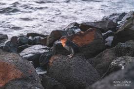 There are also opportunities in melbourne to see captive king and gentoo penguins at the melbourne aquarium. See Wild Penguins In Melbourne When Where How Drone Dslr