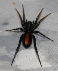 Big Black Bug With White Stripes Red Stripe Spider Castianeira Crocata Spider Sea Spider Arachnids