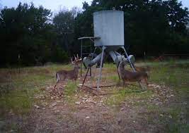 As well as the raccoons climbing up the legs on the feeder and hanging on the protector trying to eat through the but regarding the moultrie deer feeder! Coonhood Varmint Guards Feed Bandit Podcast