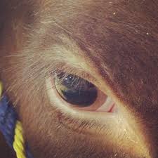 The Eye Of A Show Steer He Has Only One Thing On His Mind To Make You Proud 3 Show Cattle Club Calf Show Cows