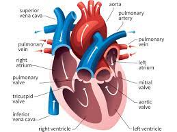 Evolution Of The Human Heart Into Four Chambers