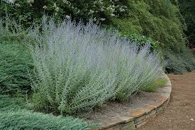 After plants become established, they tolerate drought without complaint and rarely need supplemental watering. Get Russian Sage In Mi At English Gardens Nurseries Serving Clinton Township Dearborn Heights Eastpointe Royal Oak West Bloomfield And The Plymouth Ann Arbor Michigan Areas