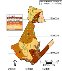 Image result for Neorautanenia