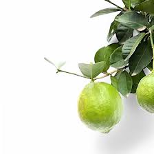 Image result for Citrus maxima