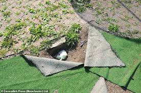 Fake Grass Artificial Turf, 3 Yrs And Counting With Ducks | Backyard  Chickens - Learn How To Raise Chickens