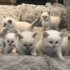 Thank you for your interest in my adorable ragdoll kittens. Dollypurrs Pedigree Ragdoll Cat Breeder Home Facebook