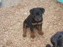 This is where dkv rottweilers will post all upcoming rottweiler litters and all current if you are interested in a dkv rottweiler puppy, please use our waiting list link above and complete a buyer questionnaire. German Rottweiler Puppies For Sale In Ohio Petsidi