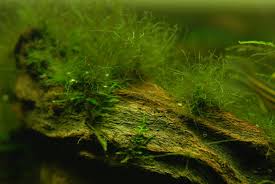 The easiest and most effective way to remove green algae from the aquarium glass is with an algae scrubber. Green Hair Algae Causes Prevention Algae Removal Aquariadise