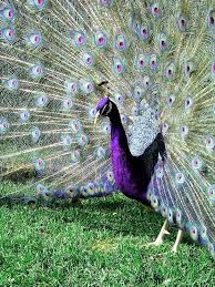 Pin On Chickens