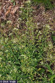 Image result for Capsella