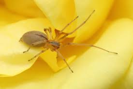 Image result for yellow sac spider bite skin
