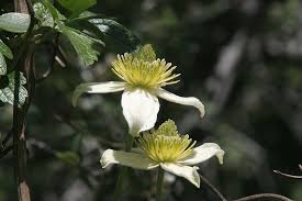 We did not find results for: California Vines Guide 8 Drought Tolerant Native Vines Install It Direct