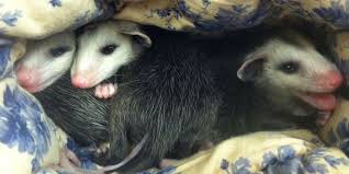 Bathing your possum with dawn dish soap will kill both the fleas and the eggs. Baby Opossums Cling To Lifeless Mom Until Kind Stranger Shows Up The Dodo