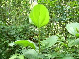 Image result for Bellucia pentamera