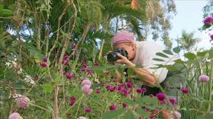 Gardening For Butterflies Fact Sheets Gardening Australia Gardening Australia