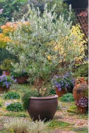 Majestic beauty patio tree these widely planted evergreen shrubs make excellent background plants, screens, informal hedges and can be trained as a small tree with single or multiple trunks. Majestic Beauty Good Fruitless Olive Tree For Container Plants Potted Trees Patio Trees