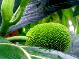 Image result for Artocarpus