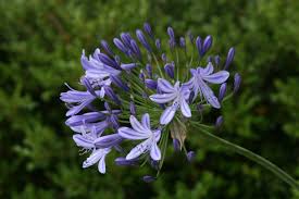 Image result for Agapanthus codii