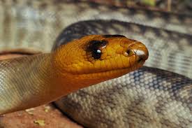 Image result for Fadogia gossweileri