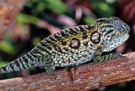 6 Carpet Chameleon Habitat Madagascar Types Of Chameleons Reptiles Pet Chameleon