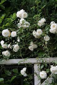 rose schneewittchen white roses red roses summer garden