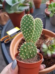 On the other hand, cuttings can be planted at. My Cat Just Tried To Eat This Cactus Will She Be Ok Succulents