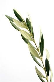 Pin On Olive Tree
