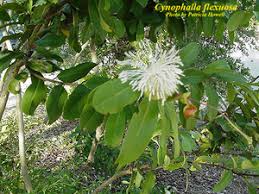 Image result for Chironia flexuosa