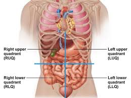The left lower abdomen is where the colon, the small intestine, the left ovary and tube is located in women and the inguinal canal is located in men. Anatomical Abdominal Quadrants Abdominal Quadrant Regionen Schema Als Magenteilung Vektorillustration Stock Vektor Art Und Mehr Bilder Von Anatomie Istock Anatomical Illustration Of The Abdominal Quadrants Right Upper Quadrant Ruq And