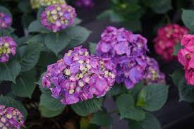 Originally danced by both genders, it is now traditionally associated with a chorus line of female dancers. Let S Dance Big Band Reblooming Hydrangea Hydrangea Macrophylla Proven Winners