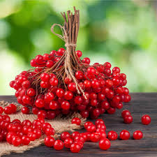 Resultado de imagen para Boladenieve (Viburnum Opulus)