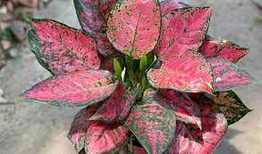 Postingan ini menyajikan 8 cara merawat aglaonema agar tetap indah dan menawan. Yuk Intip Daftar Harga Aglaonema Hias 2021 Terupdate Disini Aplikasi Pertanian Media Agribisnis Gdm Agri