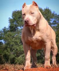 repost mvp bullies i got plans for you ms belle 7 months young barbie granddaughter pitbull terrier bully breeds dogs pitbull dog