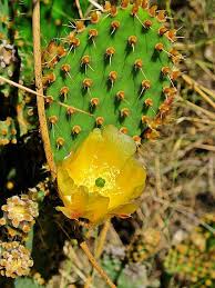 Although getting pricked by a cactus spine is painful, it's actually the glochids that are going to cause the i shared all my secrets related to how to water succulents with you. Glochid Spines Learn About Plants With Glochids Dummer Garden Manage Gfinger Es La App De Jardineria Mas Profesional