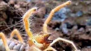 These are not spiders, but according to the american arachnological society are correctly referred to as there is a family of arachnids the members of which are sometimes called camel spiders the only effect from a camel spider bite would be pain from the big pincerlike jaws piercing your skin, and. Giant Spider Camel Spider In Iraq Video Dailymotion
