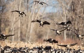 understanding shot sizes for ducks and geese winchester