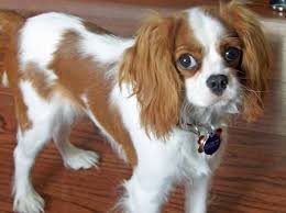 Cavalier King Charles Spaniel Haircut Penelope The Cavalier King Charles Spaniel Puppies King Charles Cavalier Spaniel Puppy King Charles Dog King Charles