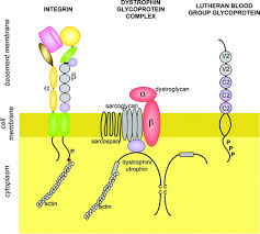 The biological function of the basement membrane proteo­ glycan is suggested by the studies of kanwar and farquhar 25 who showed that the degradation by heparitinase of the hep­ aran sulfate in the glomeruli made the basement membrane more permeable to anionic macromolecules. Expression And Function Of Laminins In The Embryonic And Mature Vasculature Physiological Reviews