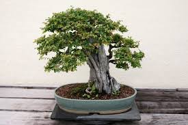 El bonsái olmo chino, como indica su nombre, tiene su origen en china. Kurima Kwechinese Elm Kana Ulmus Parvifolia Kurima Bindu On