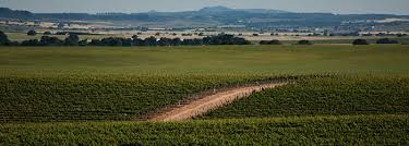 Viñedos Balmoral 1.000 M. Altitude ꟾ Organic wines