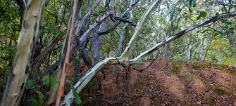 Image result for Cordia goetzei