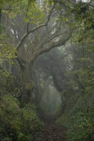 Passio Umbra Mystical Forest Nature Aesthetic Nature Photography