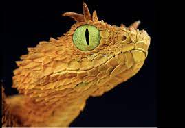 The Usambara Horned Viper Nature Photography Makeup Quotes Light Art Aesthetic Forest Beauty Crafts Animals Pi African Bush Viper Animals Reptiles