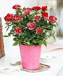 Red Miniature Rose Flower Bouquet Indoor Roses Rose Bush House Plants