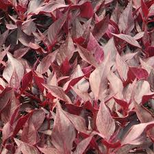 Image result for Iresine lindenii