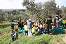 Vivez L Ambiance De La Cueillette Des Olives Chez Ces Fermes A Mornag
