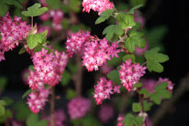 Pink spring flowering shrub identification. Spring Flowering Shrub Lisa Cox Garden Designs Blog