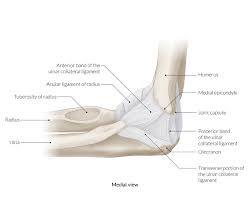 Any disturbance to an epicondyle may cause pain. Upper Arm And Elbow Amboss