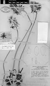 Image result for Searsia grossireticulata