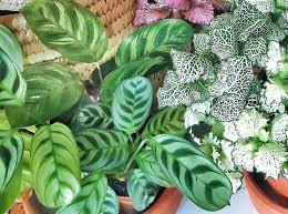 All prayer plant varieties do well in acidic soil mixes with a ph value between 5.5 to 6.0. What To Do When Your Prayer Plant Loses Its Bright Color And Turns Pale The Healthy Houseplant